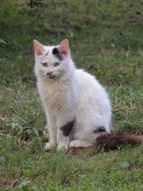 Sokak kedisinin portresi.