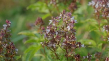 İğnesiz arı nektar ve tozlaşma çiçeği emiyor