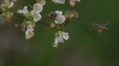Apis Florea fesleğen çiçeğinden polen topluyor