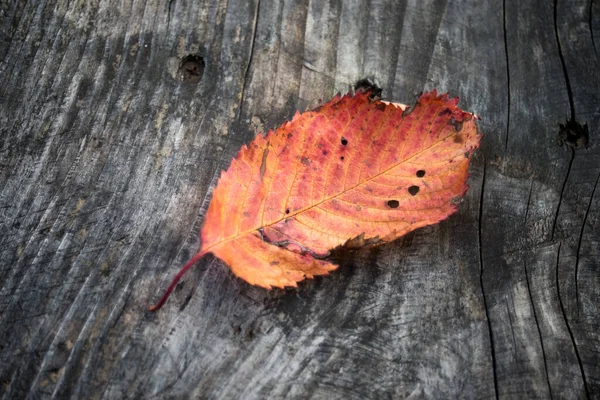木製のテーブルの背景に赤い秋の葉の閉鎖 — ストック写真