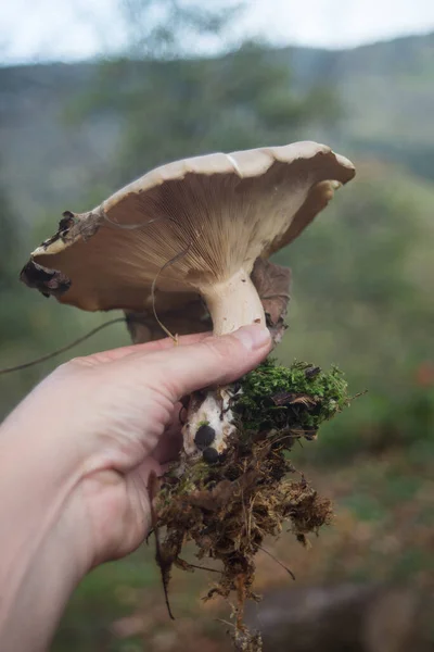 CLoseup of big mushroom in hand in the forest