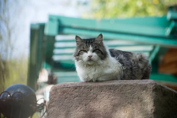Özel Bir Bahçede Oturan Evcil Kedi Portresi — Stok fotoğraf