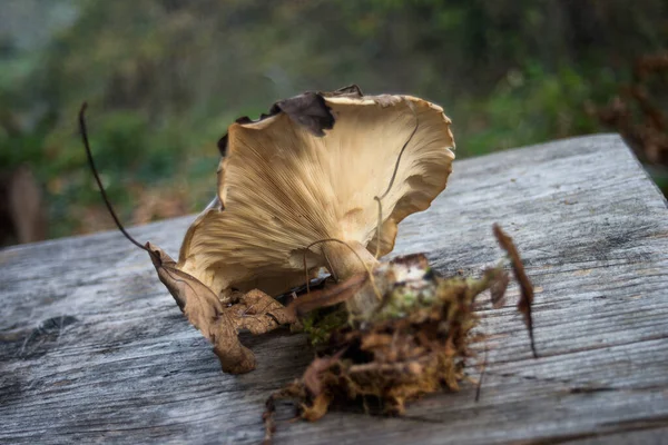 커다란 버섯을 클로즈업 — 스톡 사진