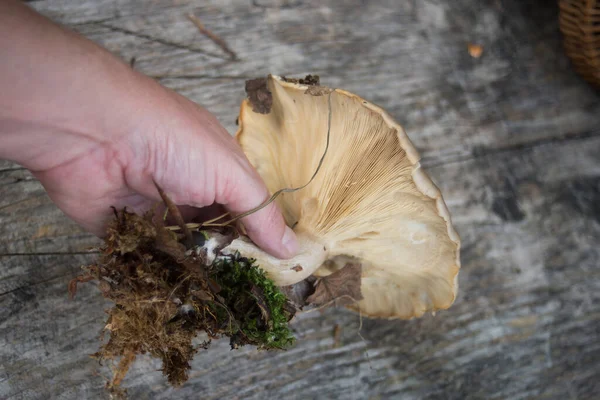 Closeup Grande Cogumelo Mão Fundo Mesa Madeira — Fotografia de Stock