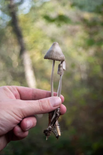closeup of little mushrooms in hand in nature background