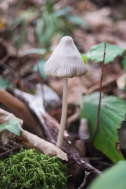 portre ormandaki küçük mantar