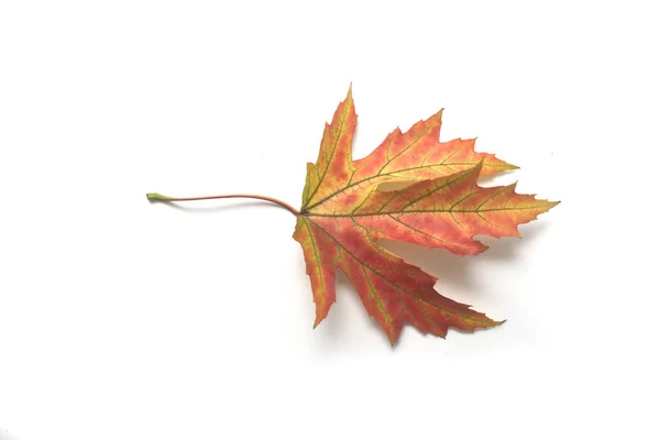 Nahaufnahme Des Herbstlichen Ahornblattes Auf Weißem Hintergrund — Stockfoto