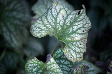 Kamu bahçesindeki brunnera yapraklarına yakın çekim 