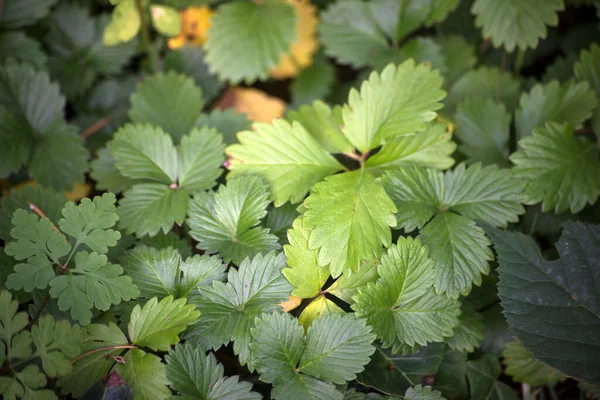 Closeup Strawberry Leaves Floor — Stock Photo, Image