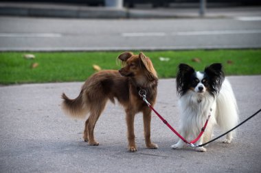Sokakta duran tasmalı iki küçük köpeğin portresi.