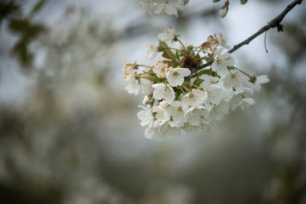 Detailní Záběr Větve Třešňového Květu Louce — Stock fotografie