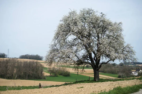 Vista Árvore Flor Cerejeira Uma Paisagem Rural Fronteira Estrada — Fotografia de Stock