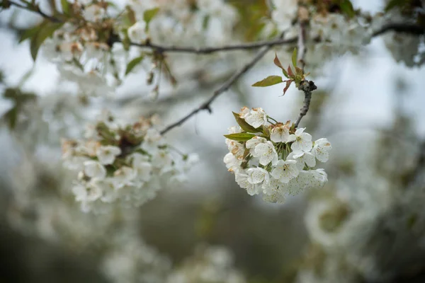 Closeup Cherry Blossom Branch Meadow — Stock Photo, Image