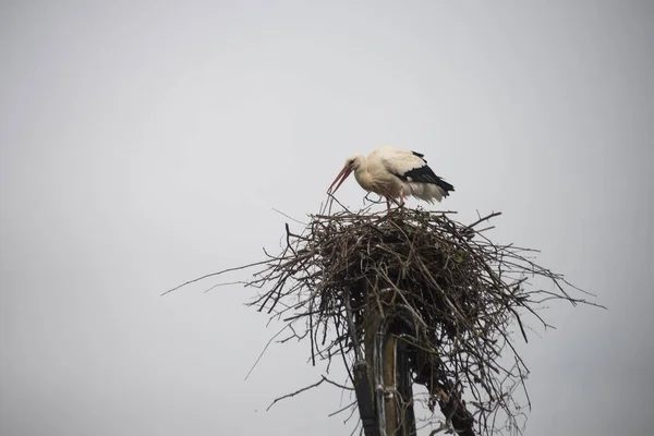 Portret Van Ooievaar Het Maken Van Een Nest Bewolkte Lucht — Stockfoto