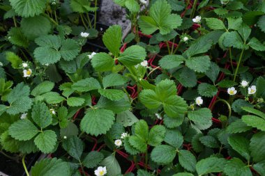 Bir seradaki çilek bitkilerinin yakınlaşması