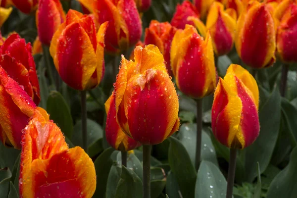 Closeup Rain Drops Orange Tulips Public Garden — Stock Photo, Image