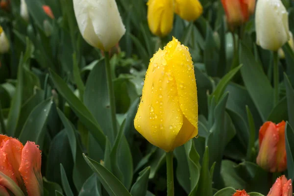Closeup Rain Drops Yellow Tulip Public Garden — Stock Photo, Image