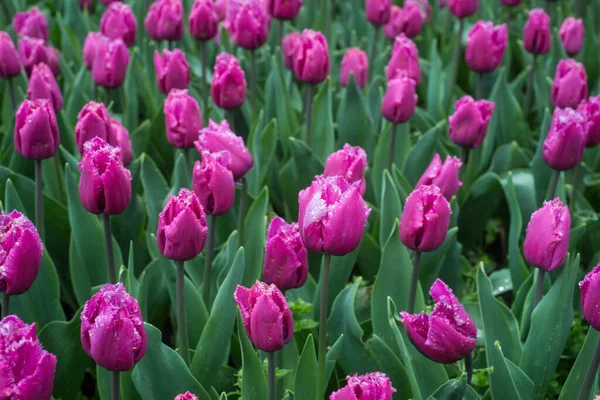 Closeup Purple Tulips Public Garden Rainy Day — Stock Photo, Image