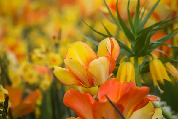 Primo Piano Tulipani Arancioni Gialli Giardino Pubblico — Foto Stock