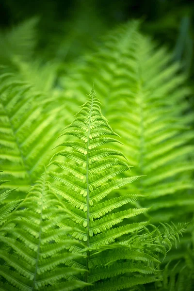森の葉のシダのクローズ アップ — ストック写真