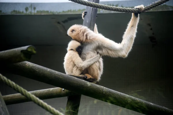 Ritratto Madre Gibbone Marrone Bambino Parco Zoologico — Foto Stock