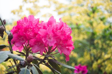 Halka açık bir bahçede pembe rhododendron çiçeklerine yakın çekim