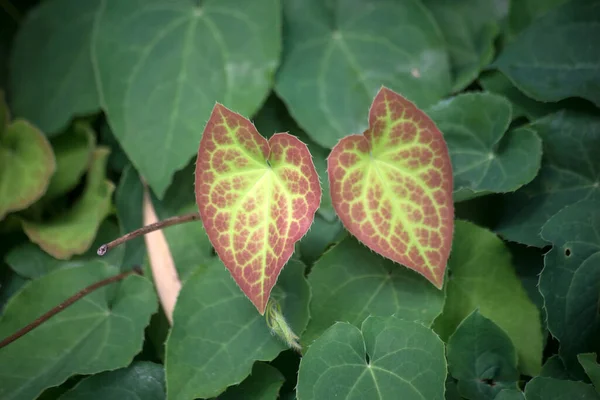 Closeup Two Red Epimedium Leaves Green Backgound — Stock Photo, Image