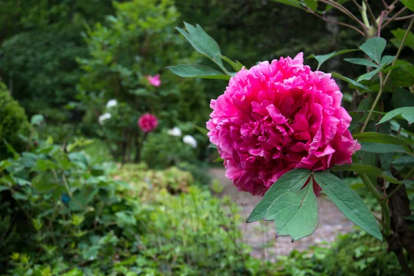 Closeup Pink Peony Flowers Public Garden — Stock Photo, Image