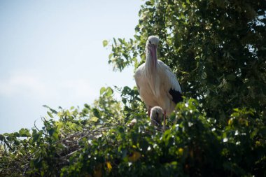 Yuvadaki dişi leyleğin portresi