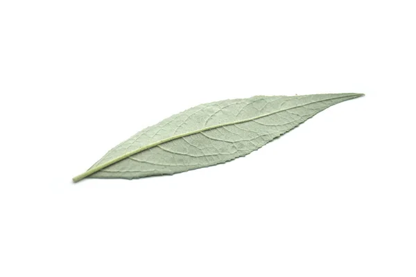 Closeup Buddleia Leaf White Background — Stock Photo, Image