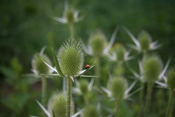 Çayırdaki Devedikeni Çiçeğinin Üzerindeki Böceğin Yakınına — Stok fotoğraf