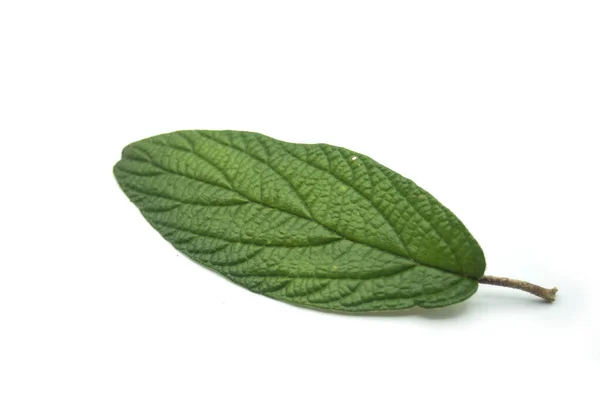 Closeup Viburnum Pragense Leaf White Background — Stock Photo, Image