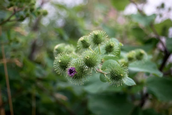 Closeup Purple Thistle Flower Meadow — Stock Photo, Image