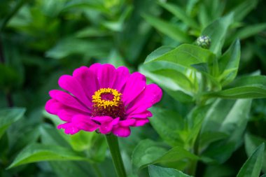 Çayırdaki pembe zinnia çiçeğine yakın çekim