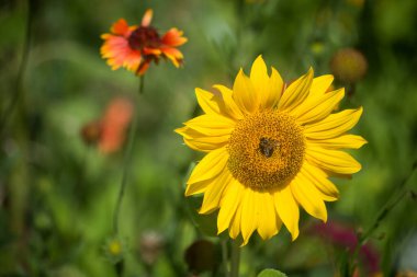 Bahçedeki ayçiçeğine yaklaşan arı 