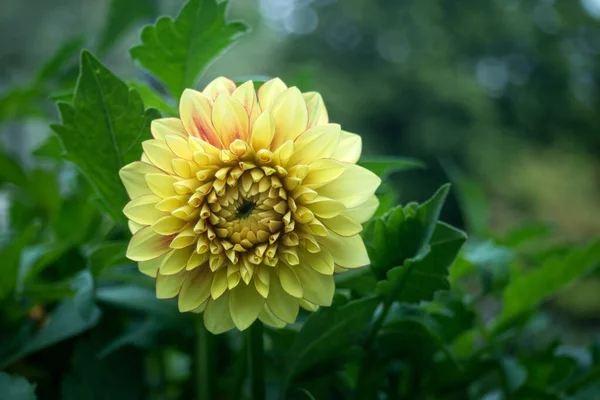 Closeup Yellow Dahlia Flower Public Garden — Stock Photo, Image