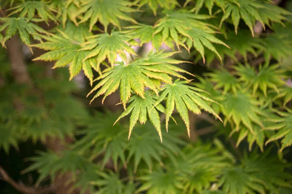 日本庭園における日本のメープルツリーの閉鎖 — ストック写真
