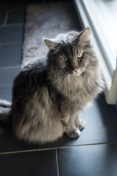 Portrét Krásné Šedé Vlasy Kočka Stojící Před Oknem Doma — Stock fotografie
