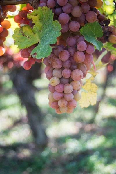 Closeup Bunch Red Grappes Vineyard Sunny Day — Stock Photo, Image