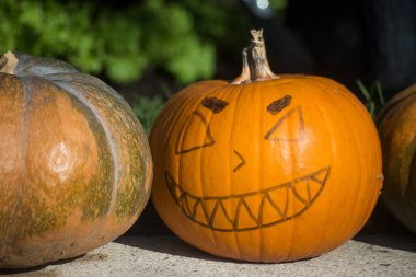 Kamu bahçesindeki korkunç balkabaklarına yakın çekim