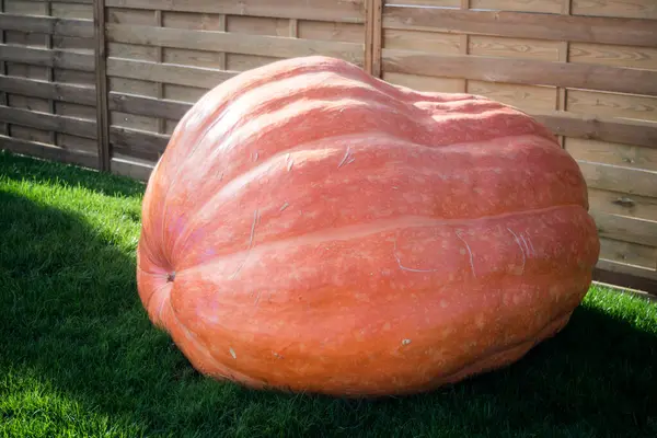 Closeup of giant pumpkin in a public garden