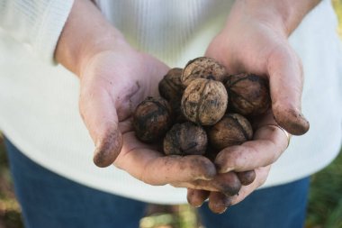 Açık havada bir kadının elinde taze ceviz var.