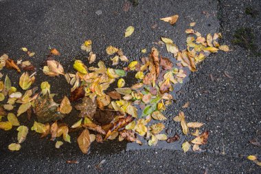 Sokakta bir su birikintisinde sonbahar yapraklarının yakınlaşması