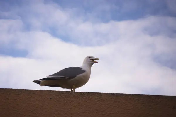 Closeup Seagull Standing Roof Border Sea Stock Photo