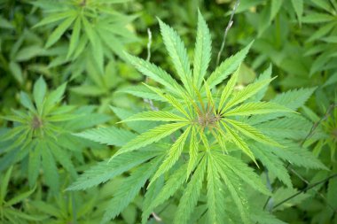 Bir tarlada yetişen kenevir yapraklarının yakınlaşması