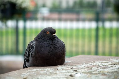 Sokakta duran siyah ve gri güvercin portresi