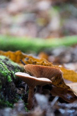 Sonbahar ormanındaki laktarius lacunarum 'a yakın çekim.
