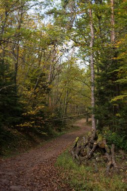 Sonbahar ormanındaki güzel ağaçların manzarası