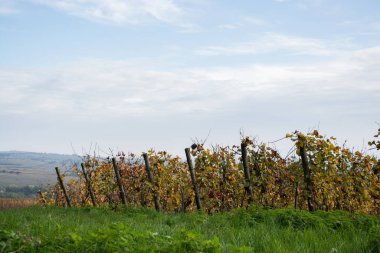 Mavi gökyüzü arkaplanındaki sonbahar üzüm bağının görünümü