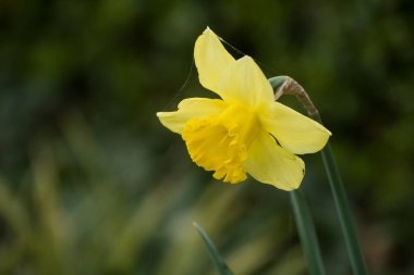 Halka açık bir bahçede sarı nergislere yakın çekim